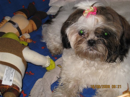 Shih tzu